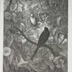 Dore, Fables, Philomel and Progne, Cat and Old Rat, Bookplate, ~ 240706-WH 290